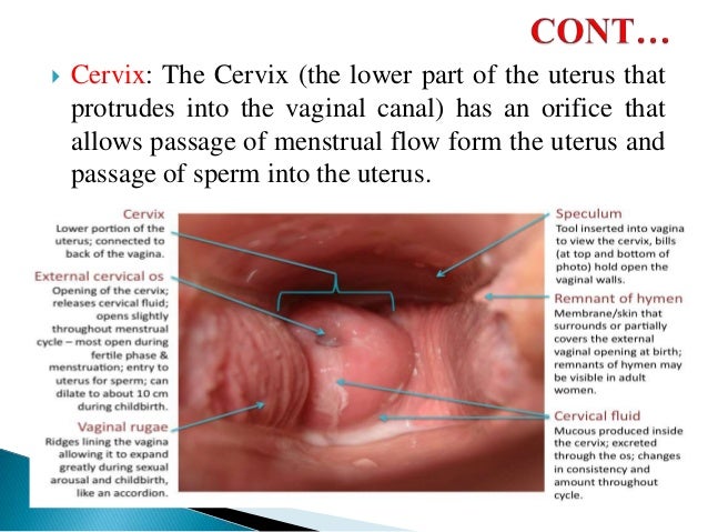 Photograph vulva arousal Definition greek sex